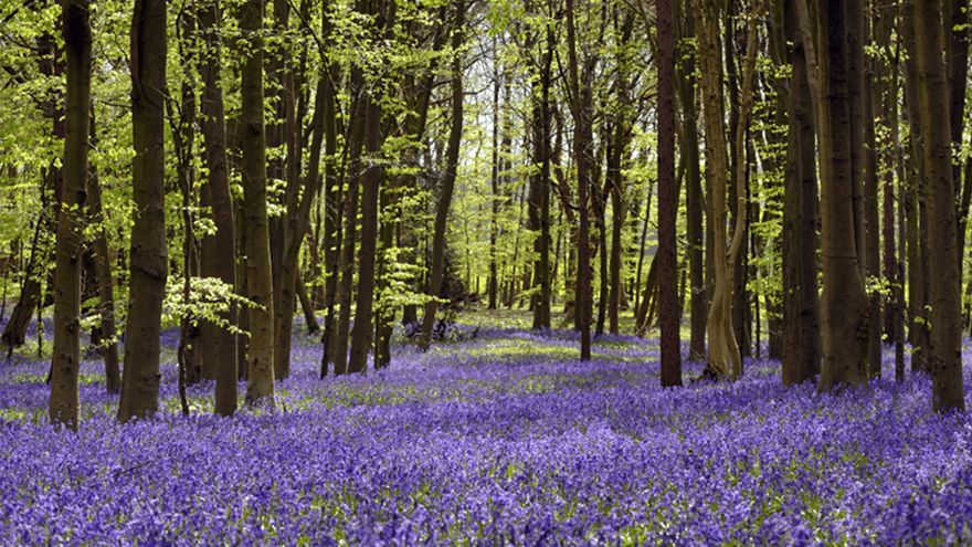 forest with purple flowers on forest floor