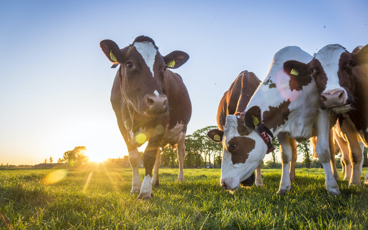 milk on keto: cows on the field