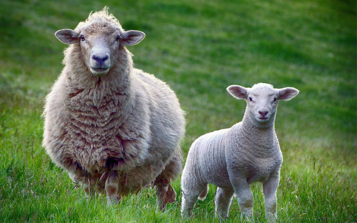 lamb organ meats