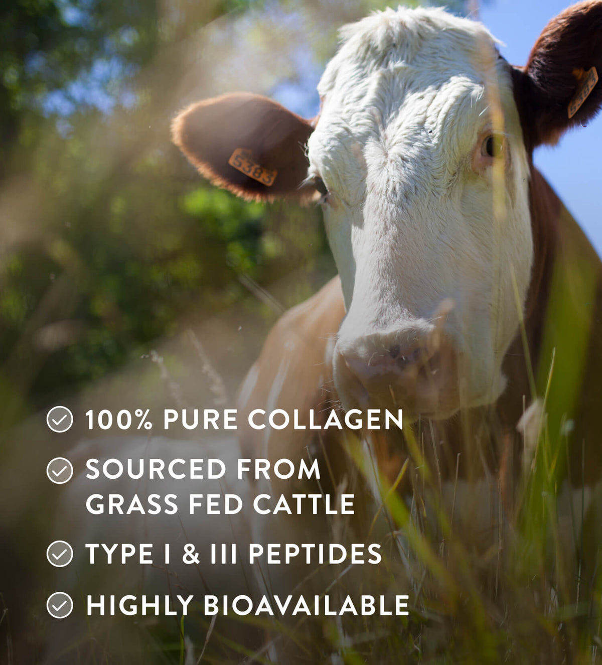 100% Reines Rinder Kollagenhydrolysat – Typ I & III