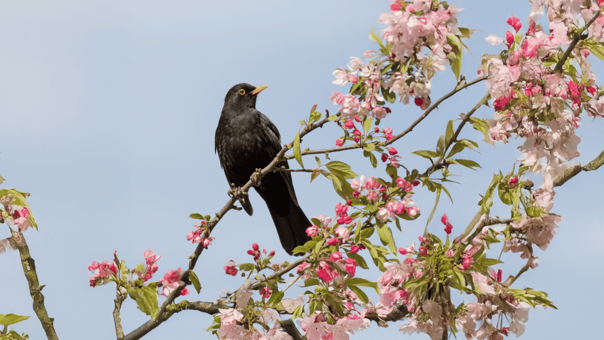 blackbird in cherry blossom tree with blue sky