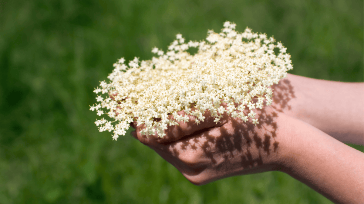 holding white flowers in hands on grass