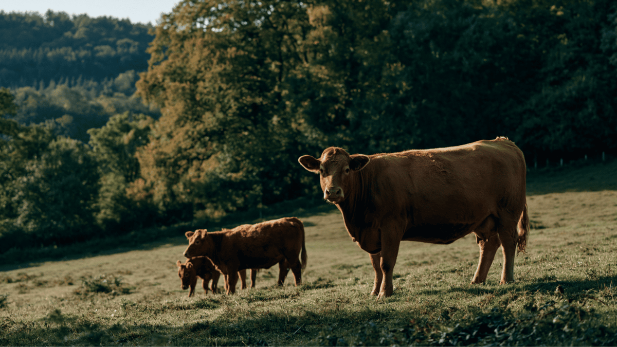 Why Grass-Fed Collagen? The Story Behind Our Sourcing and Testing