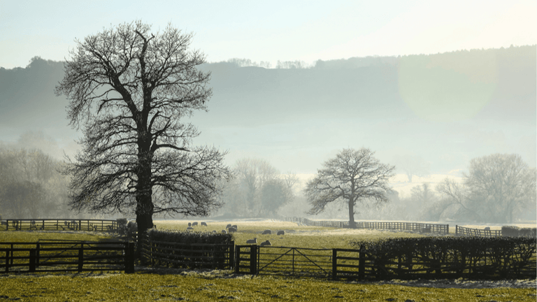 January’s Seasonal Gather: Your Guide to Winter Wellness, Nature, and Nourishment