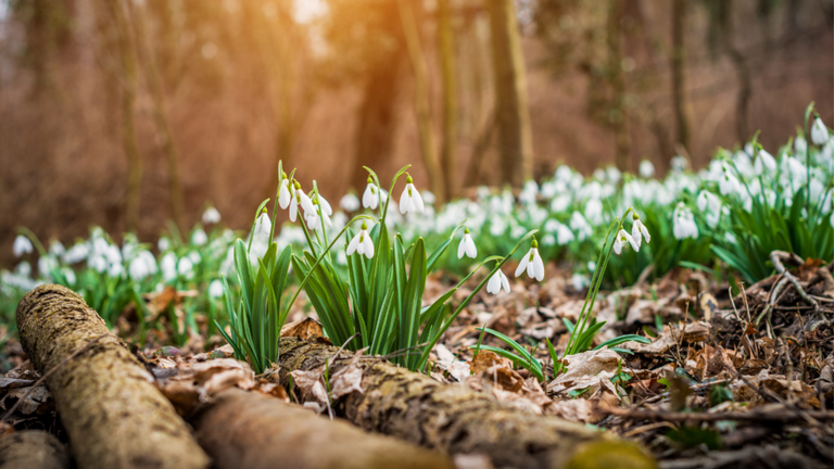 February's Seasonal Gather: Your Guide to Winter Wellness, Nature, and Nourishment