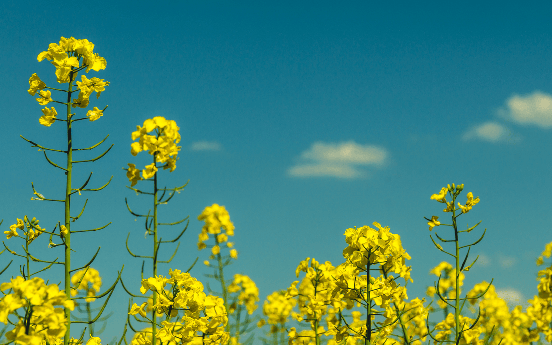 Is Rapeseed Oil Unhealthy and Inflammatory?