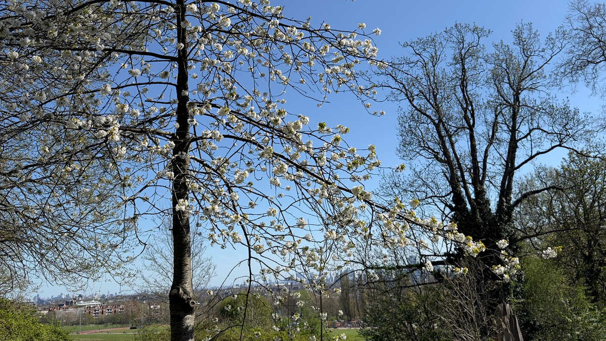 Beyond Domestication Walk Header Image of a tree in the blue sunshine