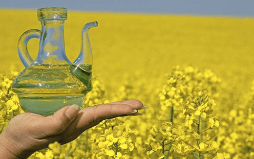 Is rapeseed oil the same as canola oil article