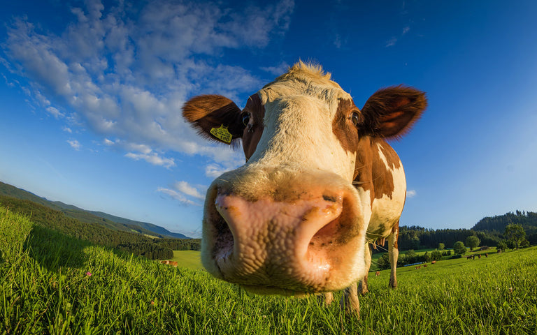 Cow in grass fields