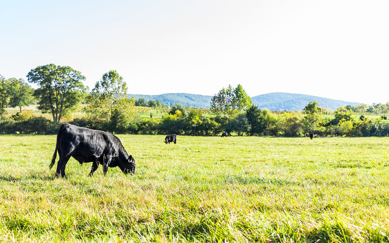 Sacred Cow: Black cows in a large open field