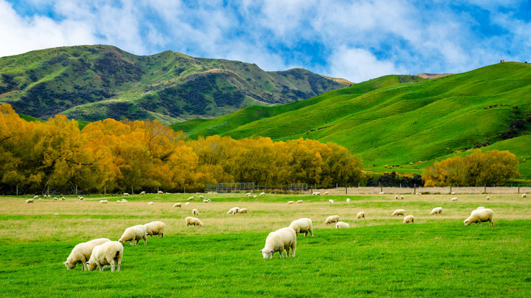 Grass fed meat: Flock of sheep in a green grass field