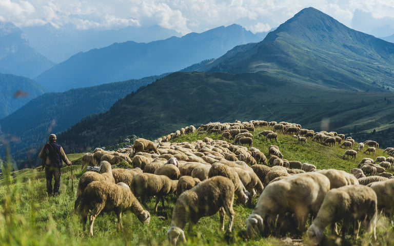 lamb kidney: Flock of sheep grazing in a field