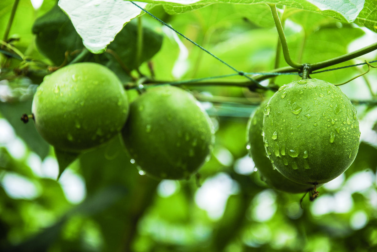 Monk fruit hanging from a tree with dew drops