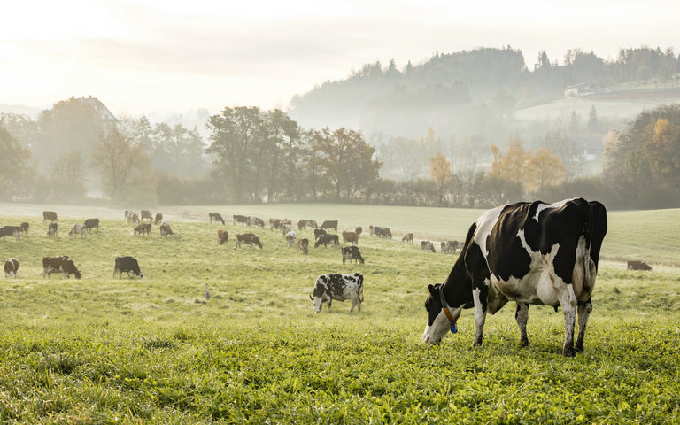 Nose-to-tail eating: Cows grazing in a field
