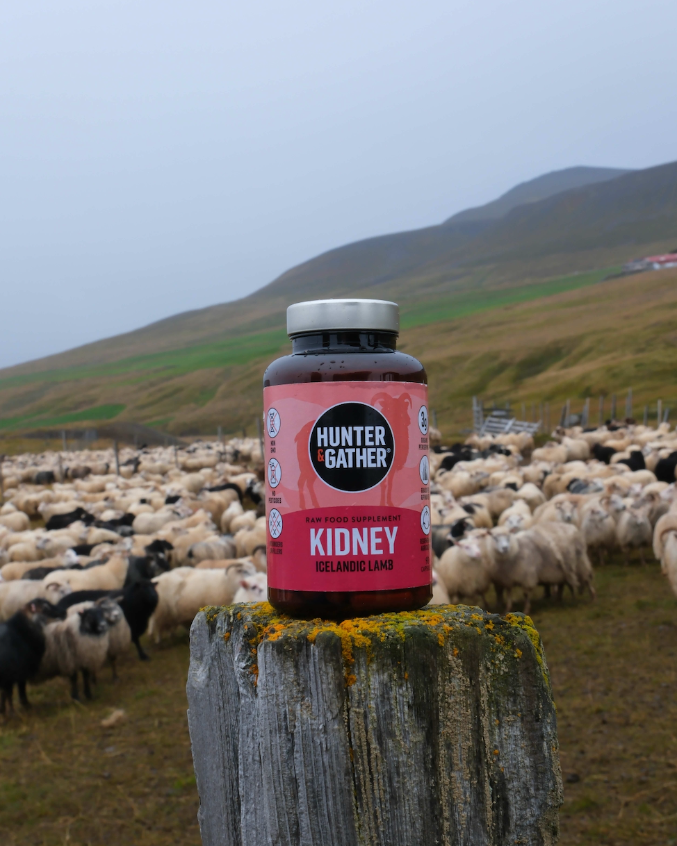 organ supplements in a lamb field 