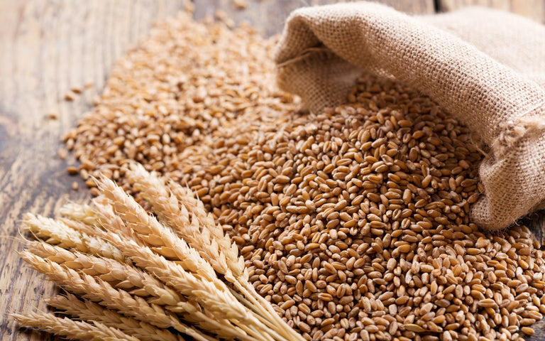 Is wheat bad for you: A burlap bag of wheat spilling out onto a table