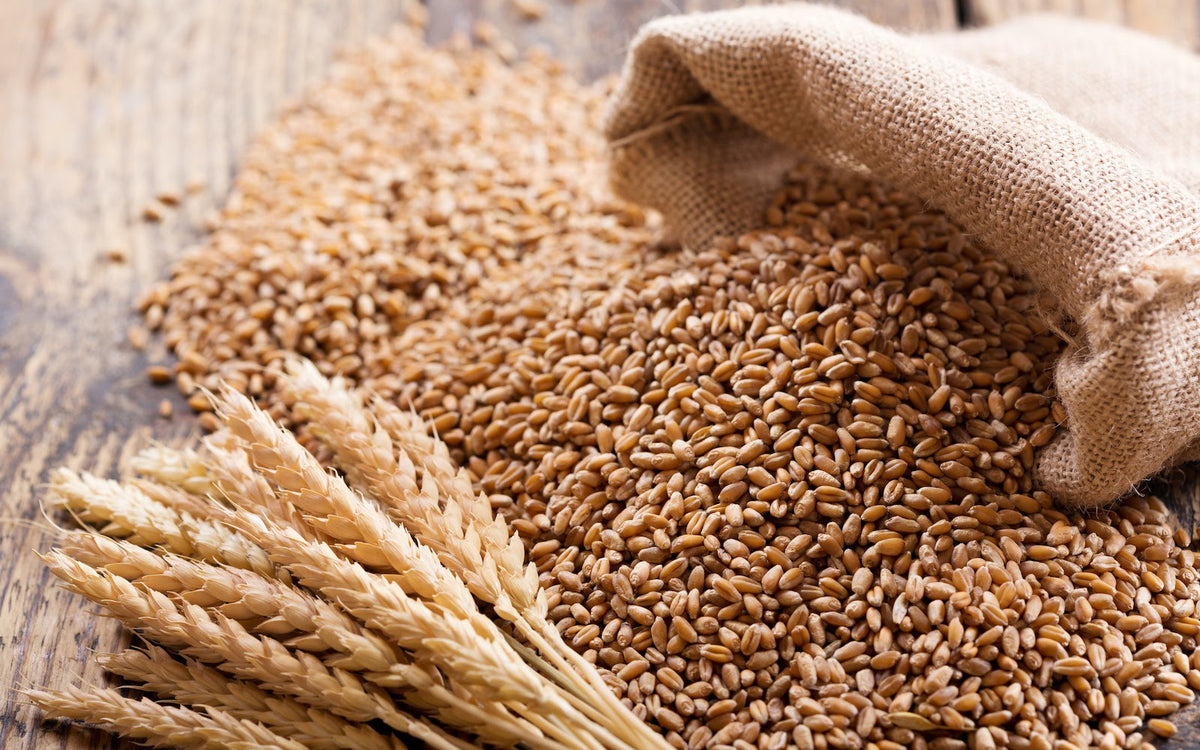 Is wheat bad for you: A burlap bag of wheat spilling out onto a table
