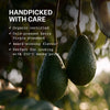 Kaltgepresstes Natives Avocadoöl