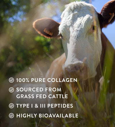 100% Reines Rinder Kollagenhydrolysat  – Typ I & III
